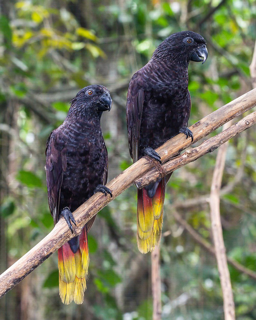 黑鹦鹉 / Black Lory / Chalcopsitta atra