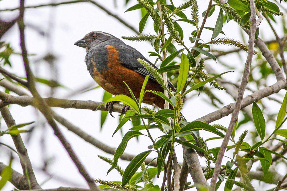 棕腹舞雀 / Rufous-bellied Mountain Tanager / Pseudosaltator rufiventris