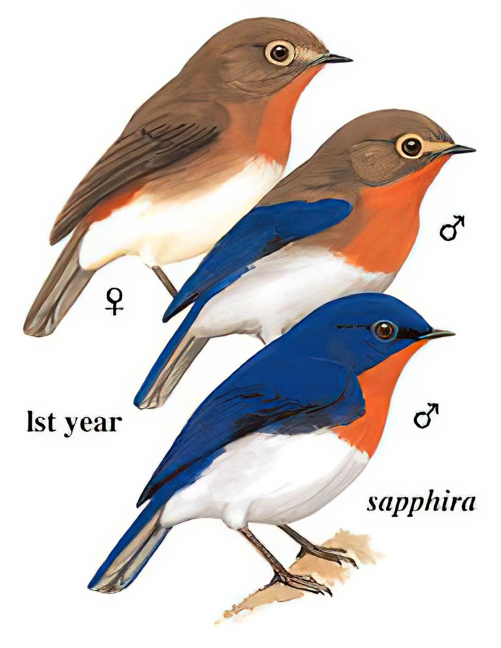 玉头姬鹟 / Sapphire Flycatcher / Ficedula sapphira