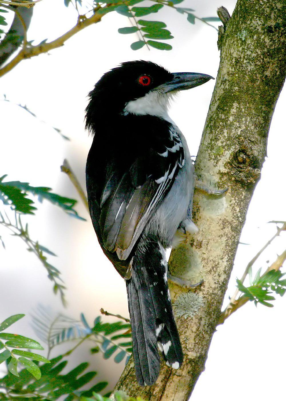 大蚁鵙 / Great Antshrike / Taraba major