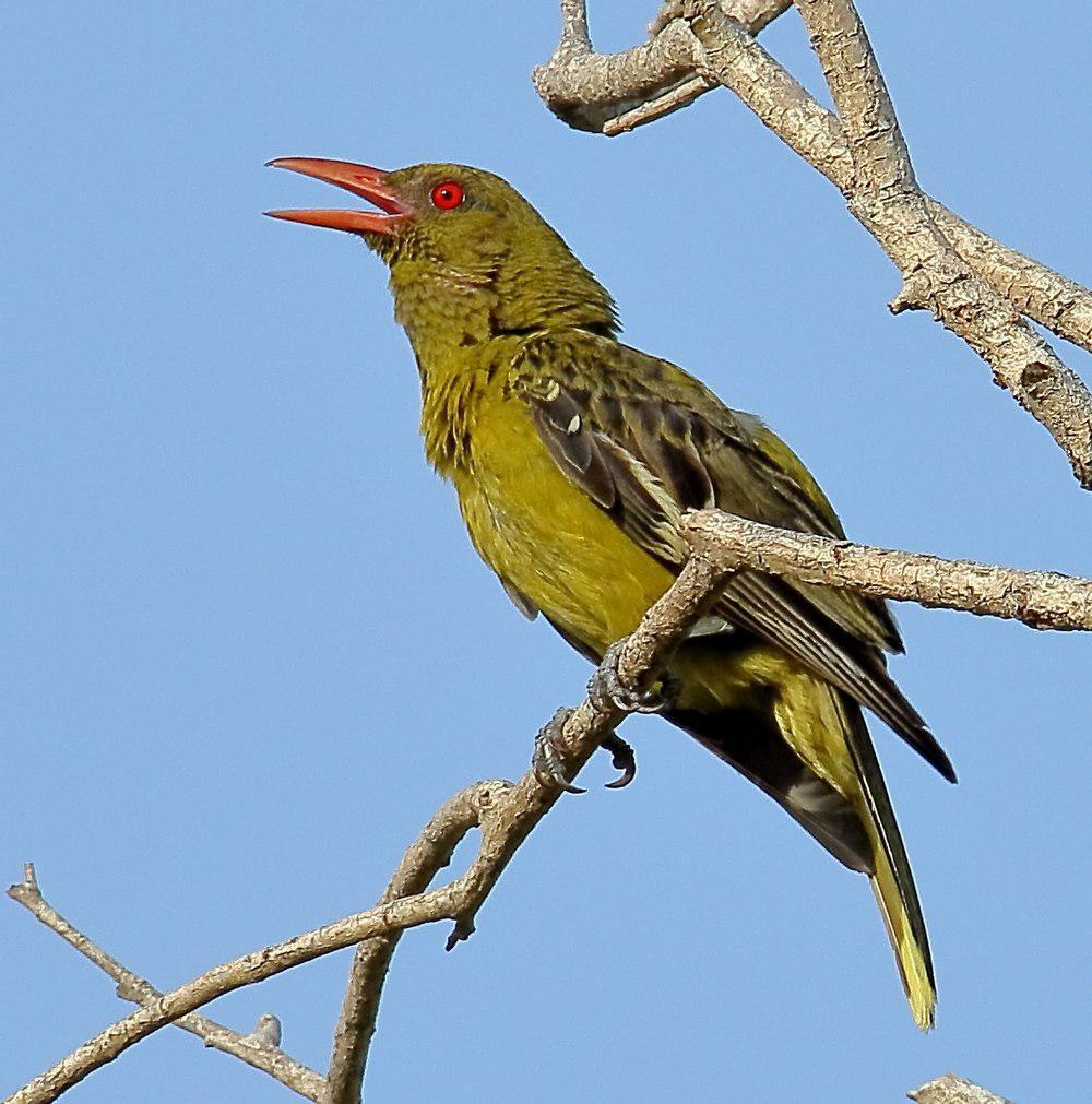 绿鹂 / Green Oriole / Oriolus flavocinctus