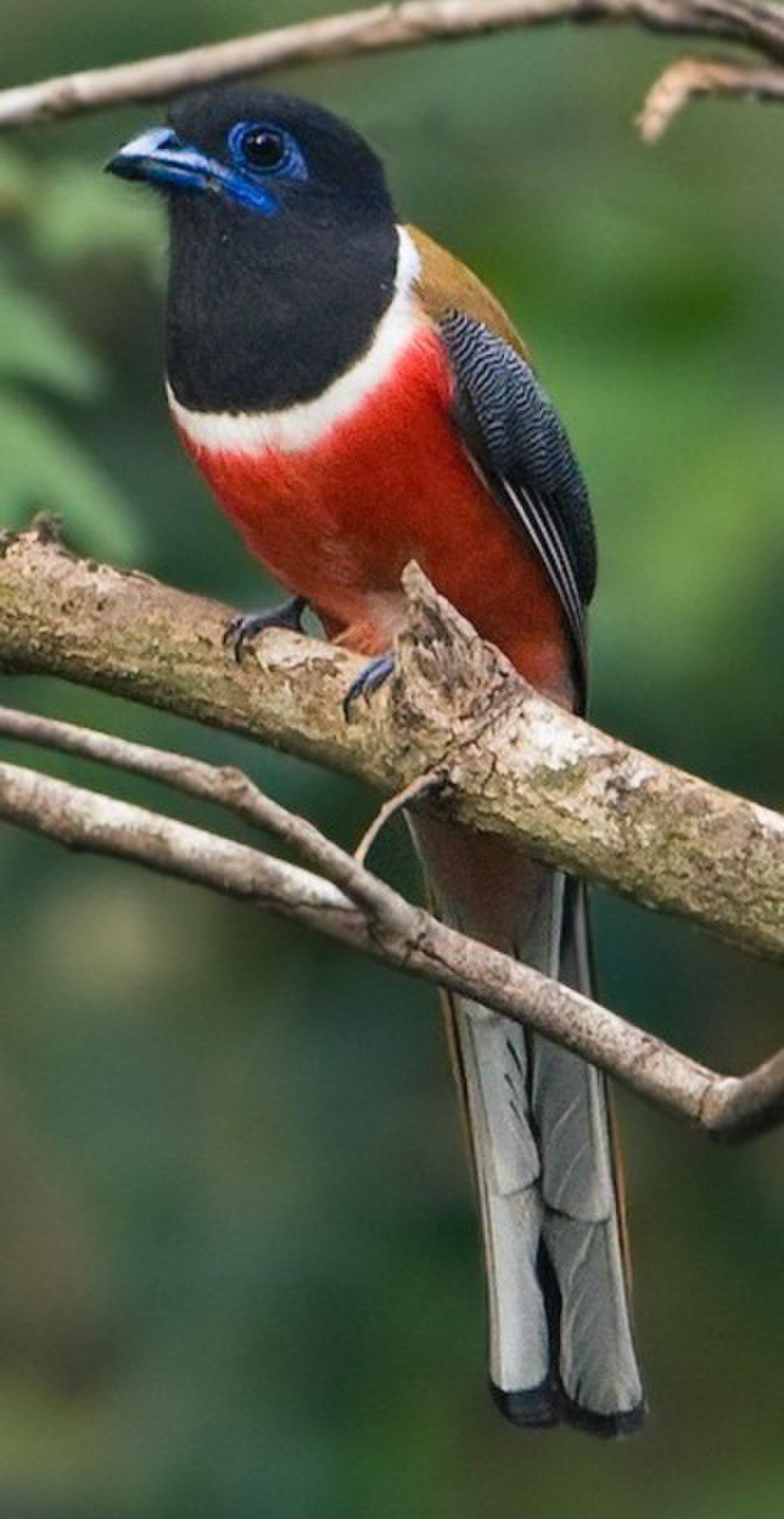 黑头咬鹃 / Malabar Trogon / Harpactes fasciatus