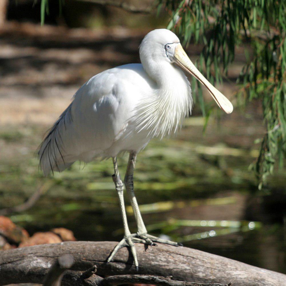 黄嘴琵鹭 / Yellow-billed Spoonbill / Platalea flavipes