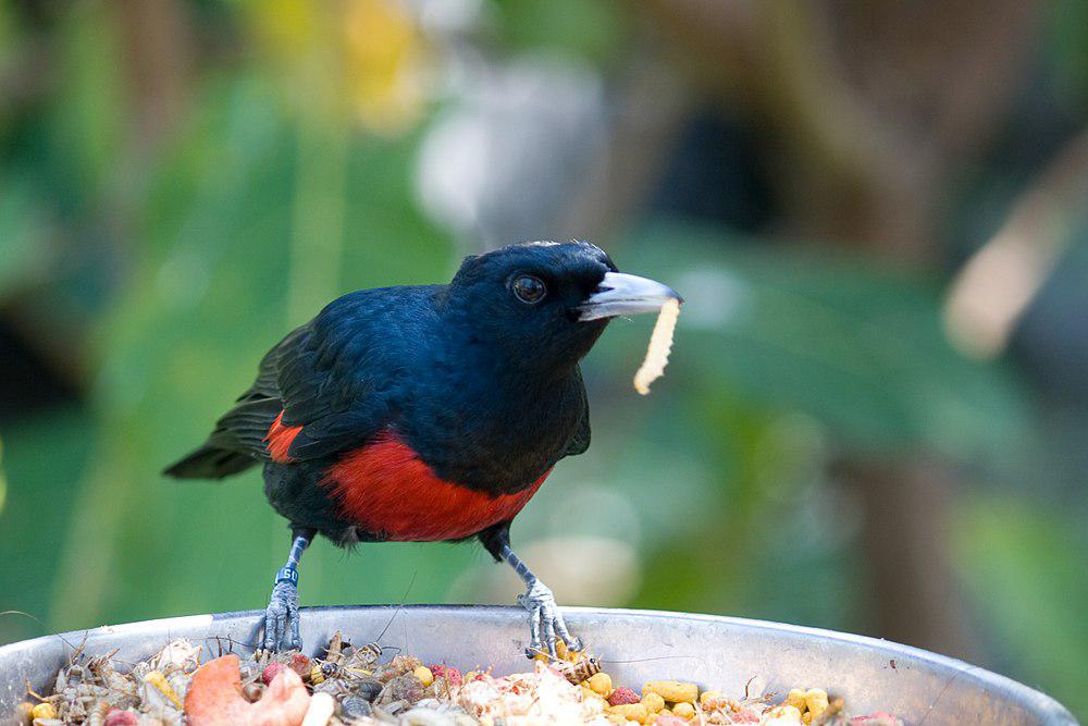 绯胸黄鹂 / Black-and-crimson Oriole / Oriolus cruentus