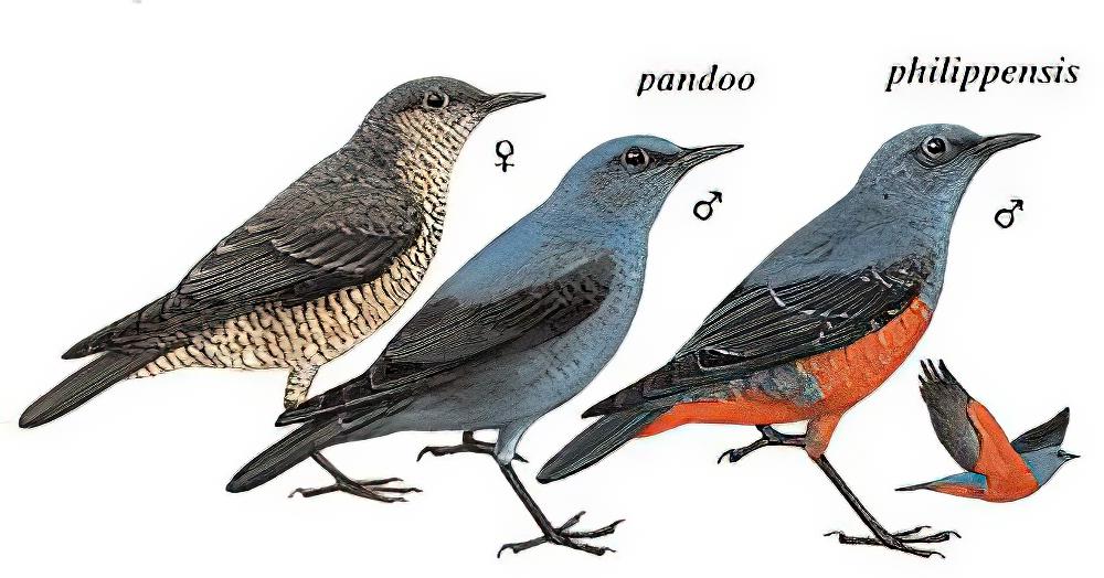 蓝矶鸫 / Blue Rock Thrush / Monticola solitarius