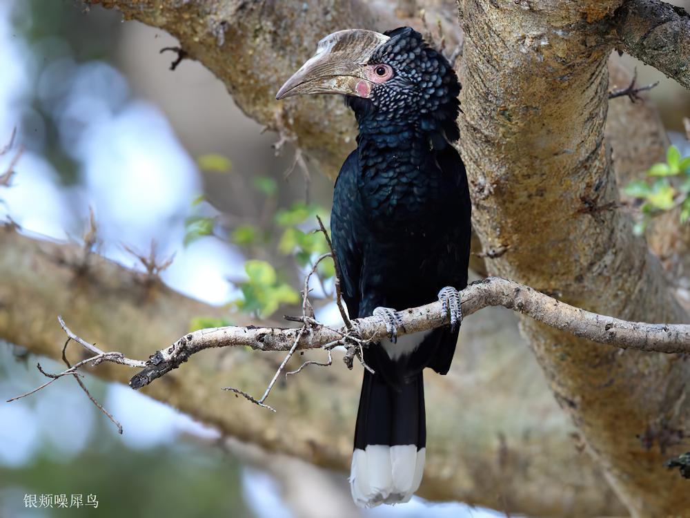 银颊噪犀鸟 / Silvery-cheeked Hornbill / Bycanistes brevis