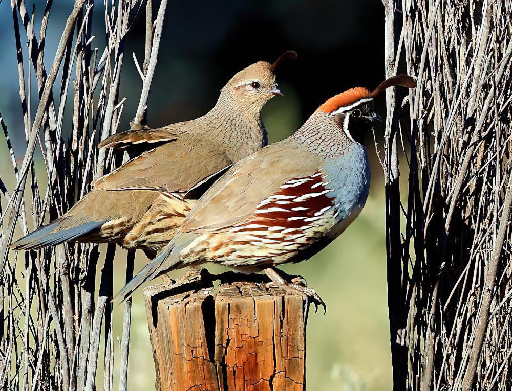 黑腹翎鹑 / Gambel\'s Quail / Callipepla gambelii