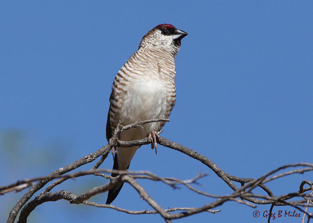 褐头星雀 / Plum-headed Finch / Aidemosyne modesta