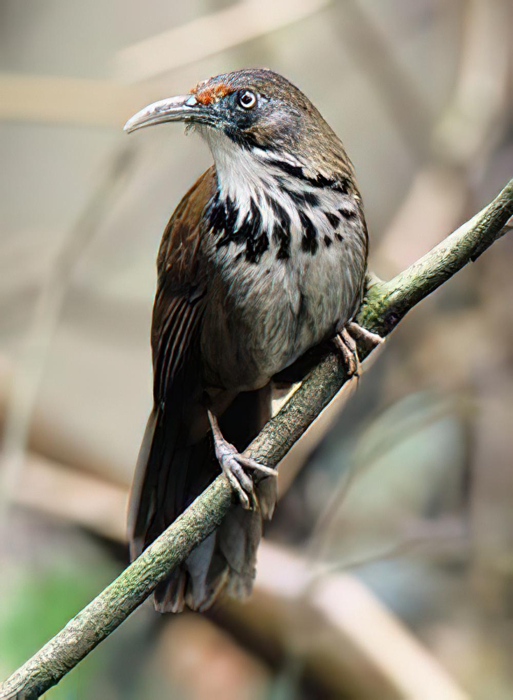 台湾斑胸钩嘴鹛 / Black-necklaced Scimitar Babbler / Erythrogenys erythrocnemis