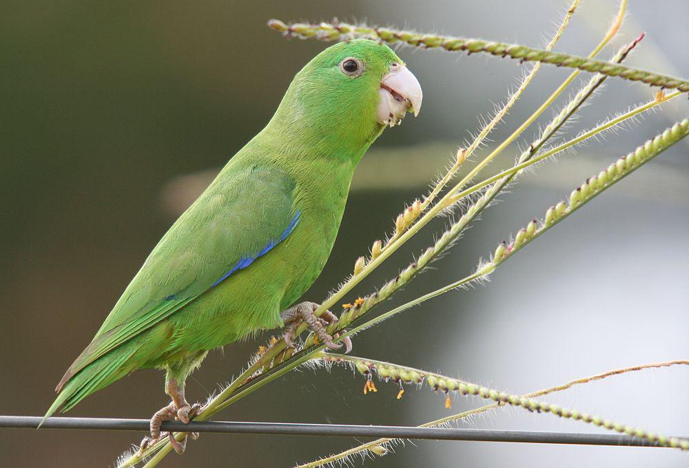 蓝翅鹦哥 / Blue-winged Parrotlet / Forpus xanthopterygius