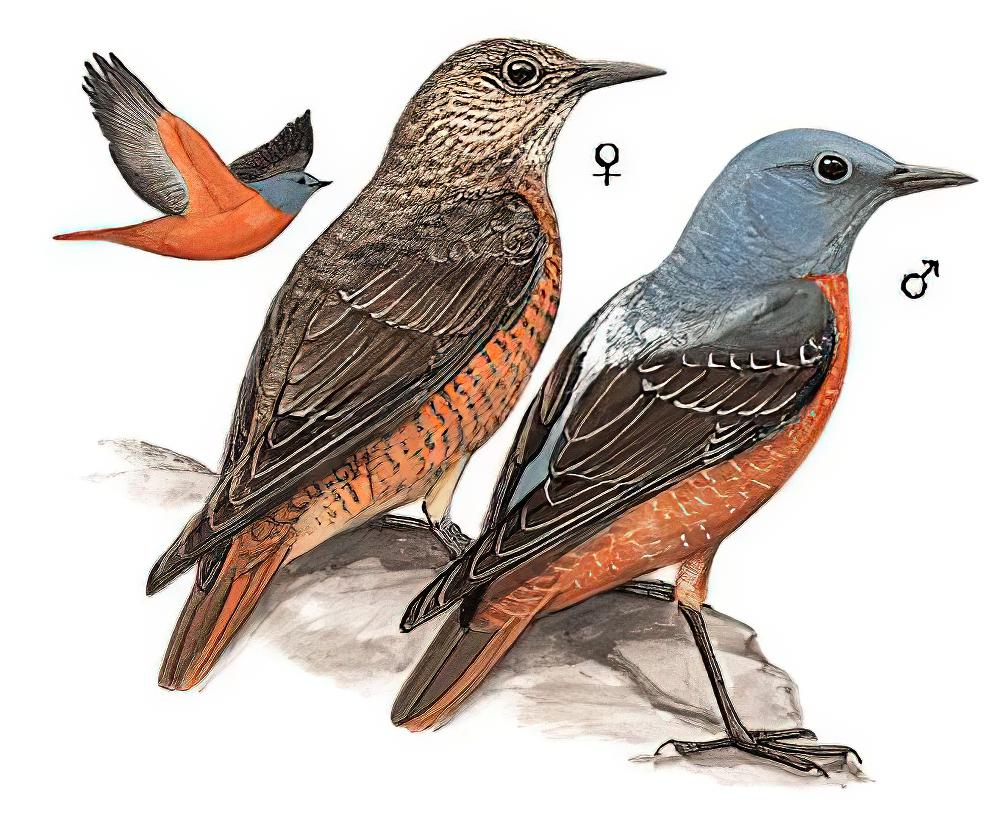 白背矶鸫 / Common Rock Thrush / Monticola saxatilis