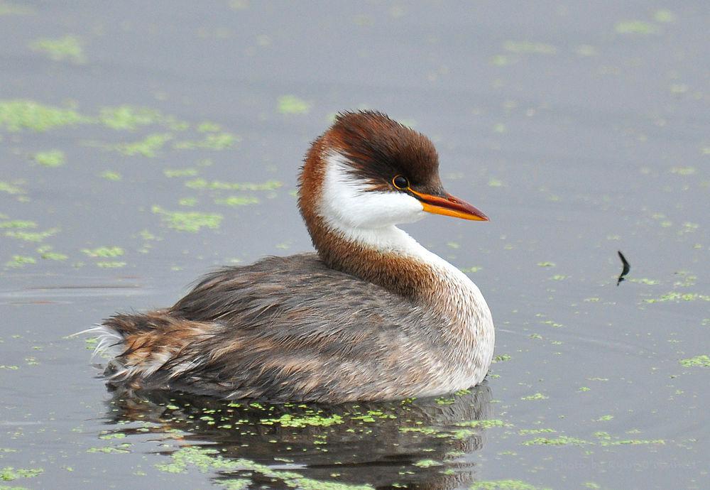 短翅䴙䴘 / Titicaca Grebe / Rollandia microptera