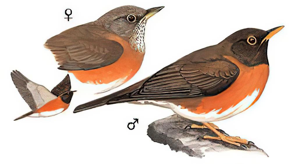 赤胸鸫 / Brown-headed Thrush / Turdus chrysolaus