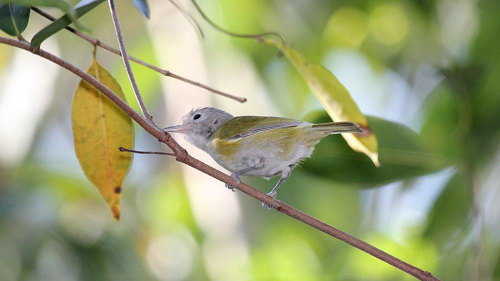 灰头绿莺雀 / Lesser Greenlet / Hylophilus decurtatus