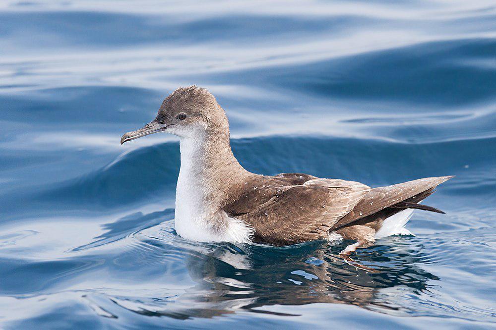 棕嘴鹱 / Fluttering Shearwater / Puffinus gavia