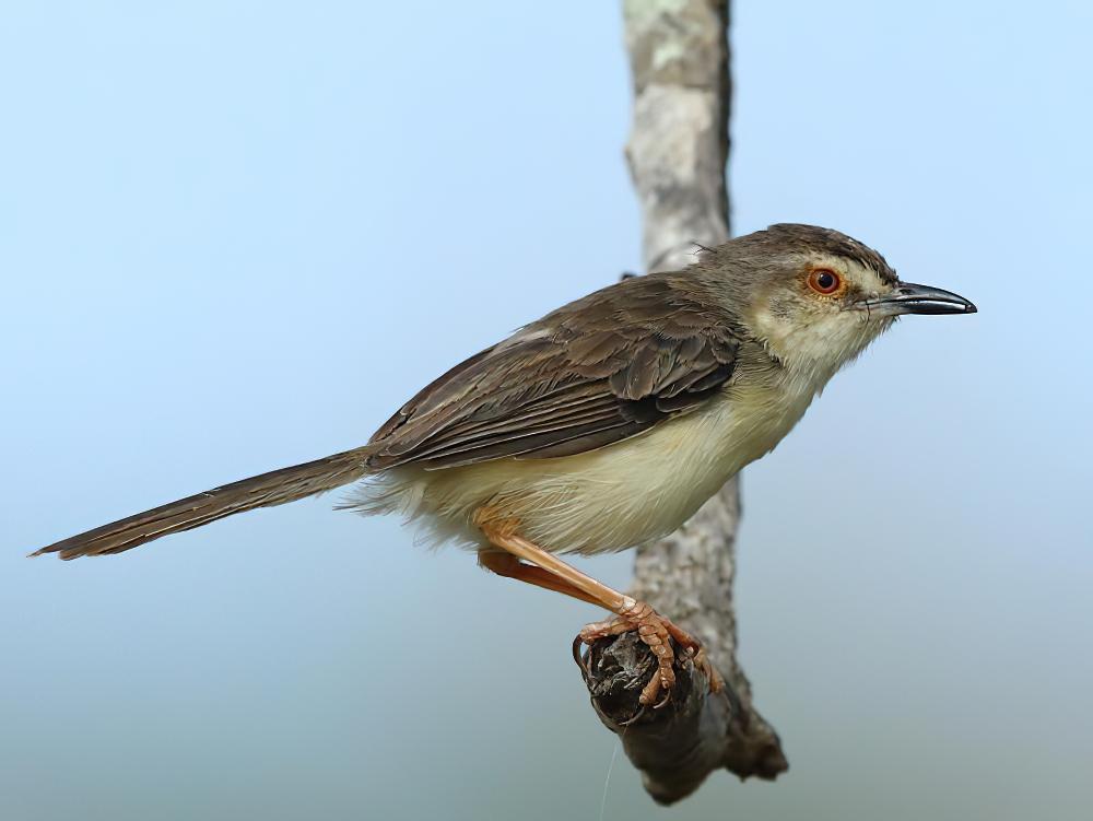 丛林山鹪莺 / Jungle Prinia / Prinia sylvatica