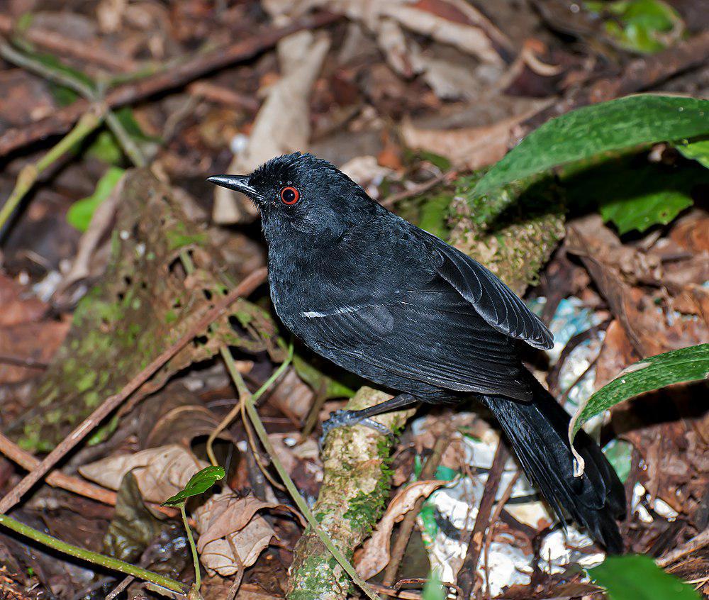 白肩红眼蚁鸟 / White-shouldered Fire-eye / Pyriglena leucoptera