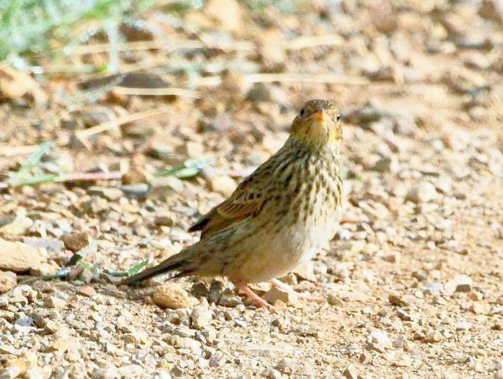 短尾鹨 / Short-tailed Pipit / Anthus brachyurus