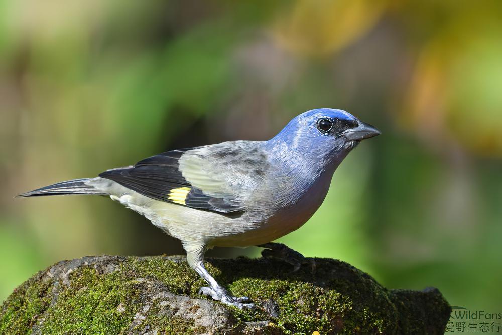 黄翅裸鼻雀 / Yellow-winged Tanager / Thraupis abbas