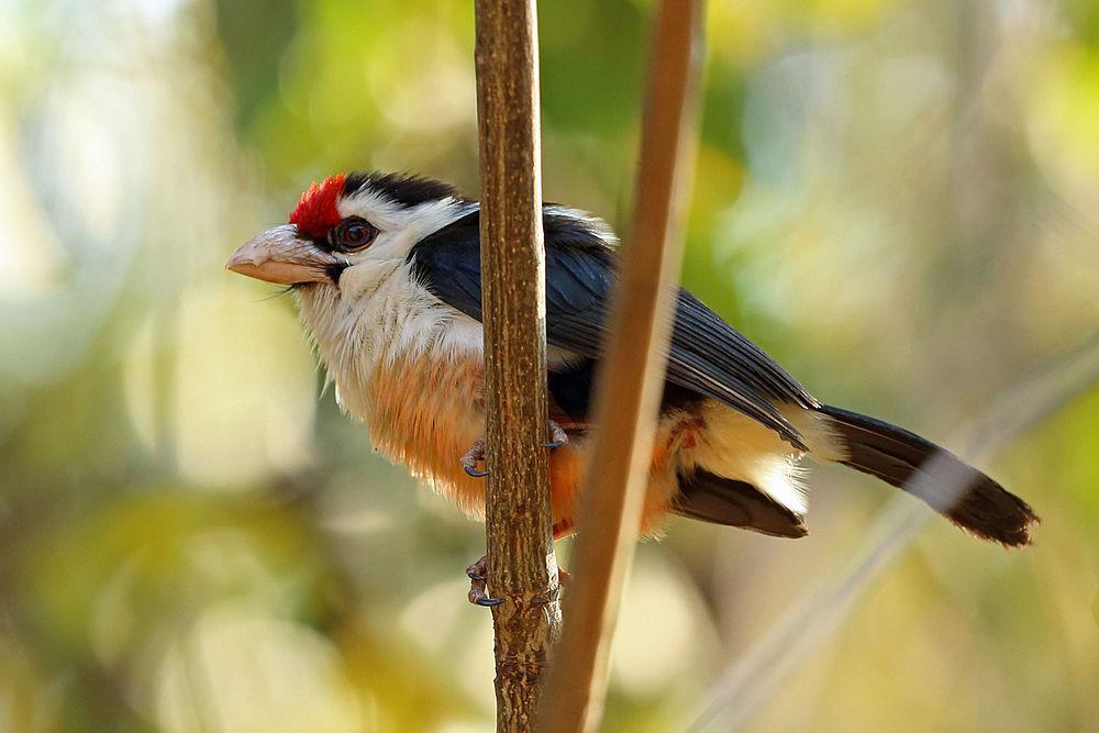 黑背拟䴕 / Black-backed Barbet / Lybius minor