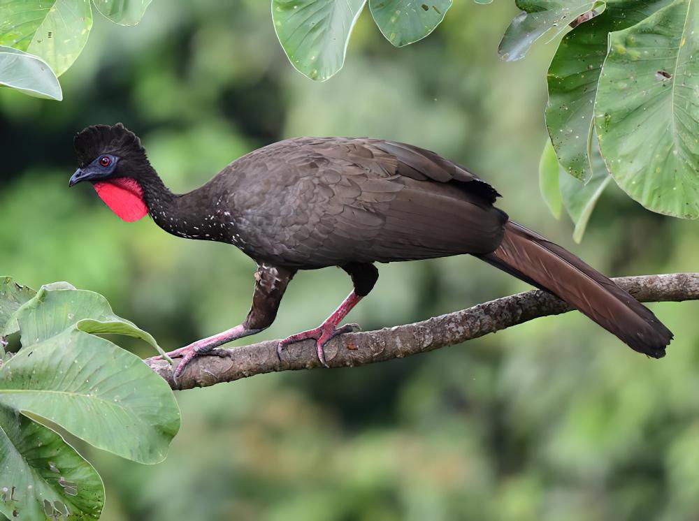 紫冠雉 / Crested Guan / Penelope purpurascens