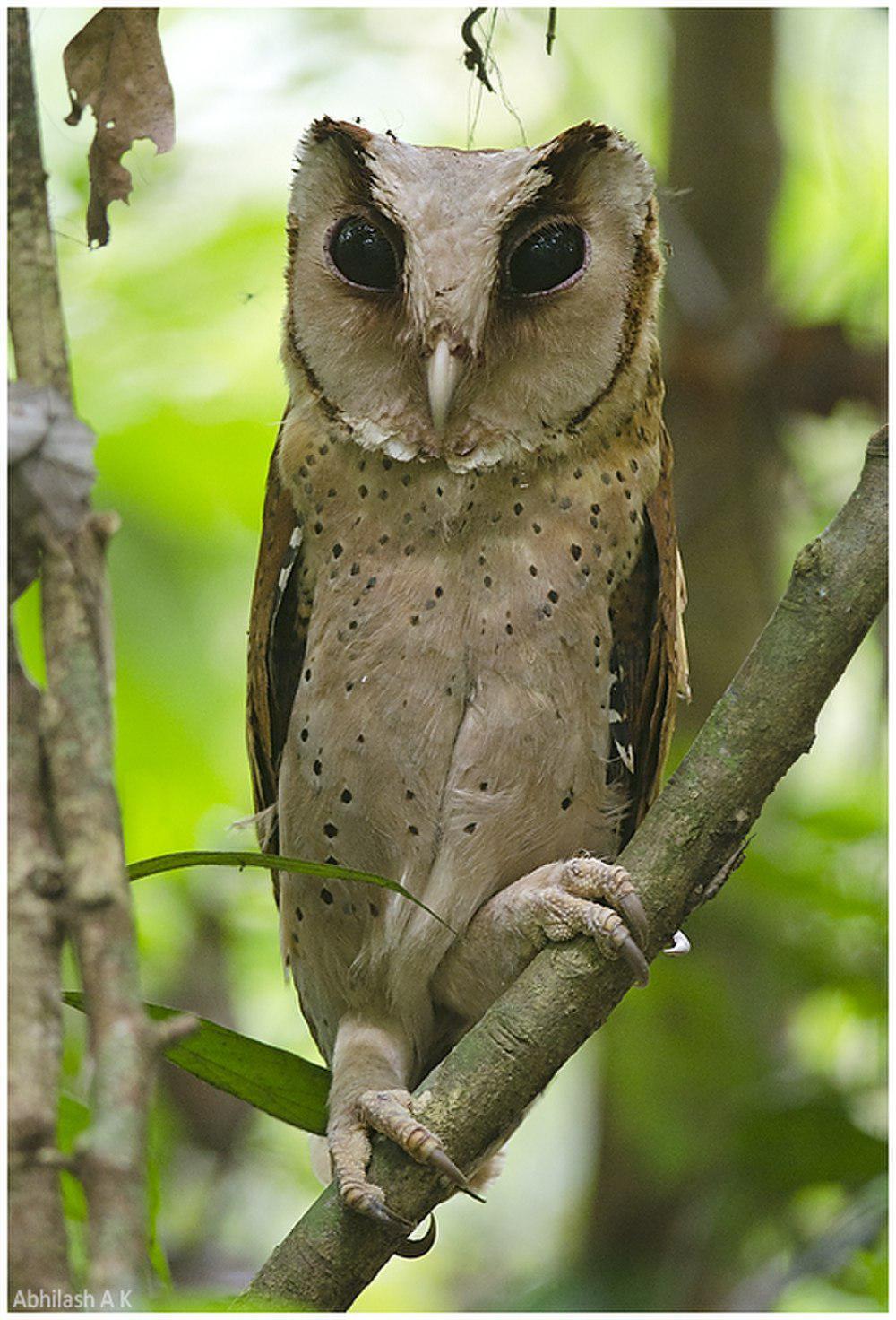 斯里兰卡栗鸮 / Sri Lanka Bay Owl / Phodilus assimilis