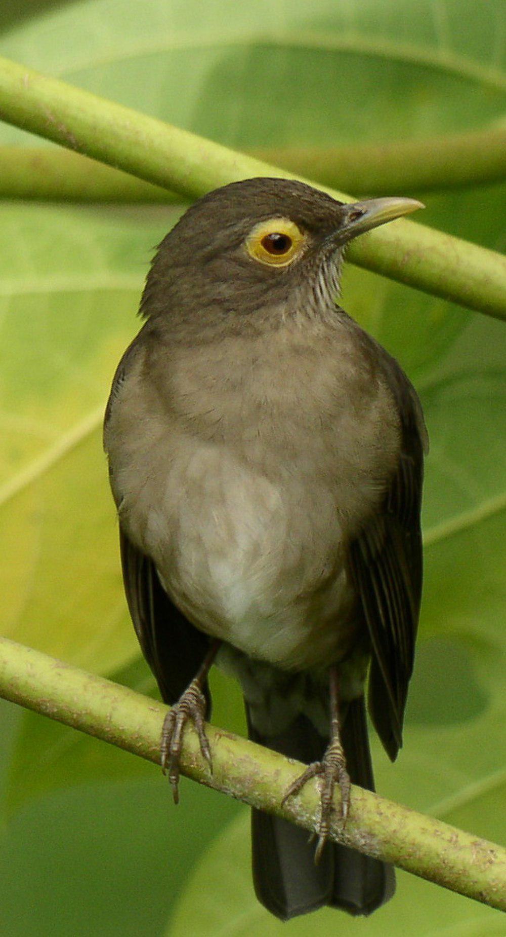 裸眼鸫 / Spectacled Thrush / Turdus nudigenis