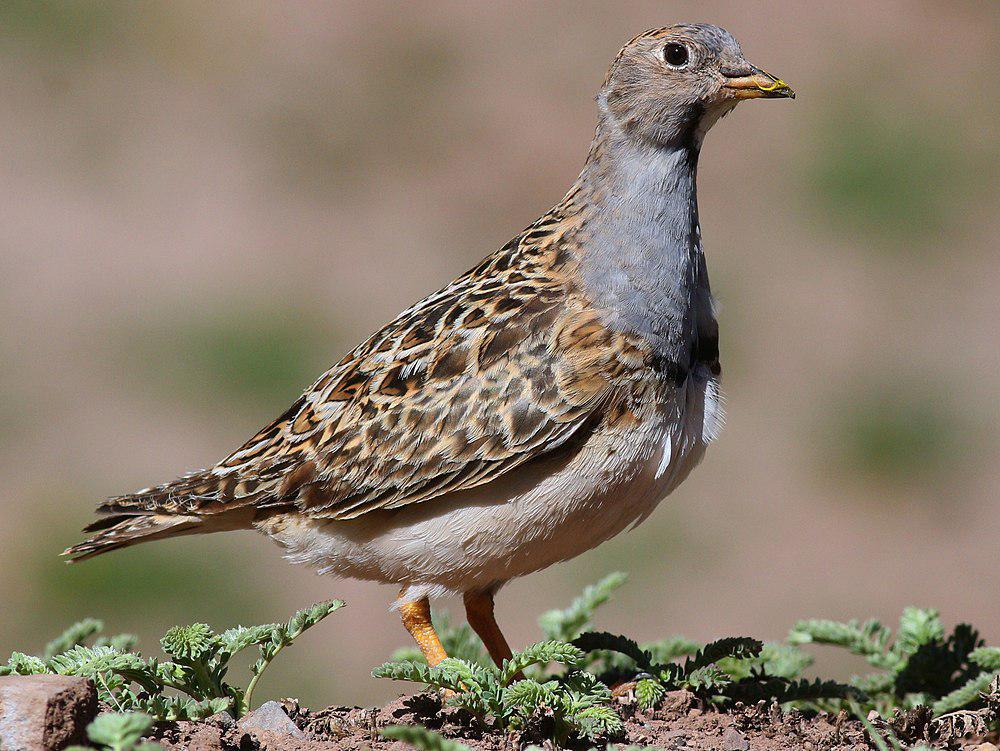 灰胸籽鹬 / Grey-breasted Seedsnipe / Thinocorus orbignyianus