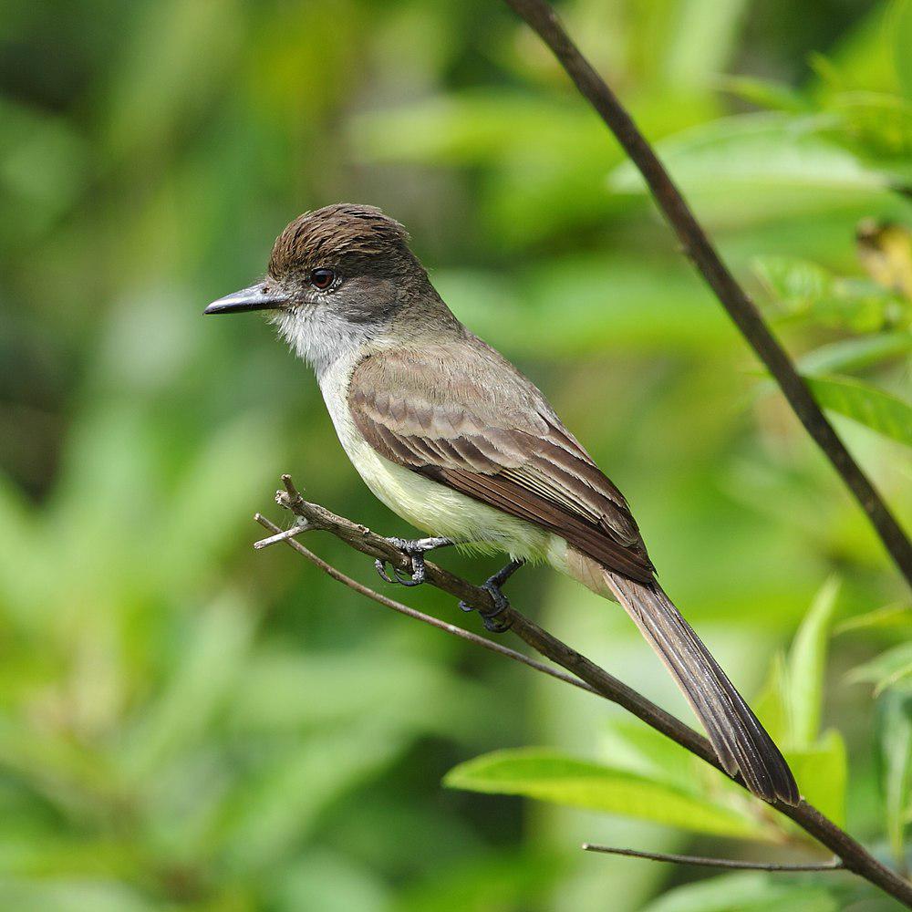 短冠蝇霸鹟 / Short-crested Flycatcher / Myiarchus ferox