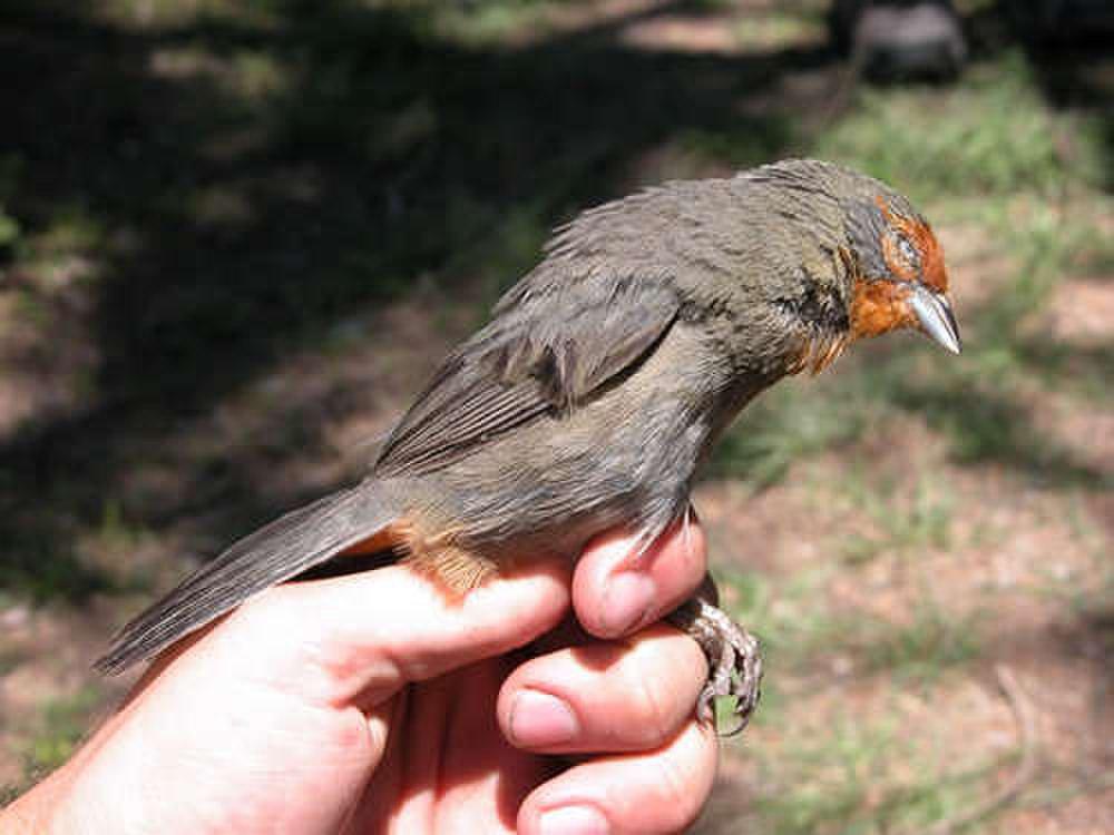 图库曼歌鹀 / Tucuman Mountain Finch / Poospiza baeri