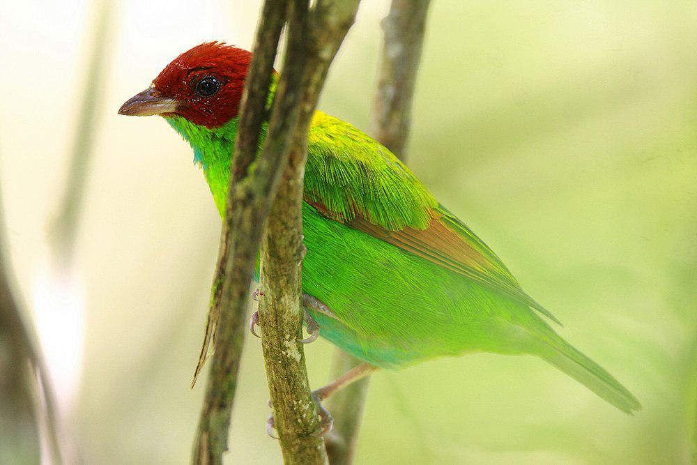 棕翅唐加拉雀 / Rufous-winged Tanager / Tangara lavinia