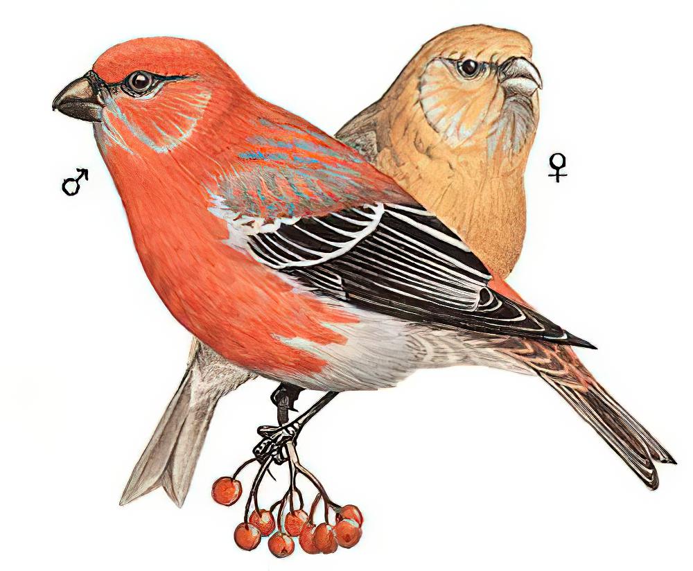 松雀 / Pine Grosbeak / Pinicola enucleator