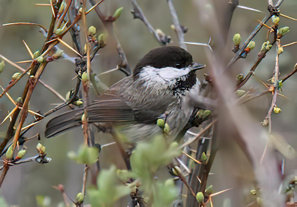 川褐头山雀 / Sichuan Tit / Poecile weigoldicus