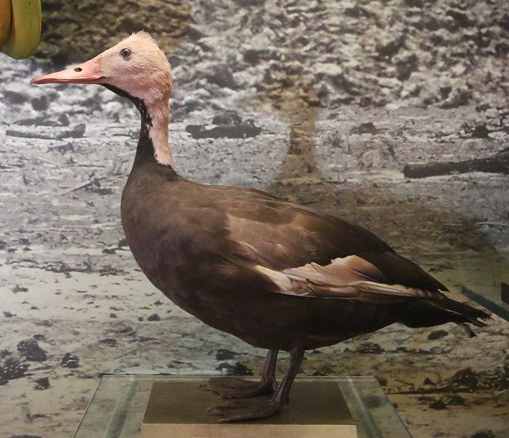 粉头鸭 / Pink-headed Duck / Rhodonessa caryophyllacea