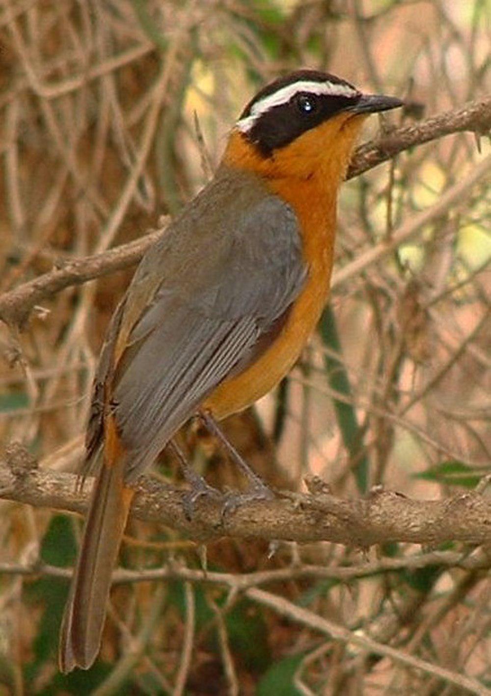 白眉歌䳭 / White-browed Robin-Chat / Cossypha heuglini