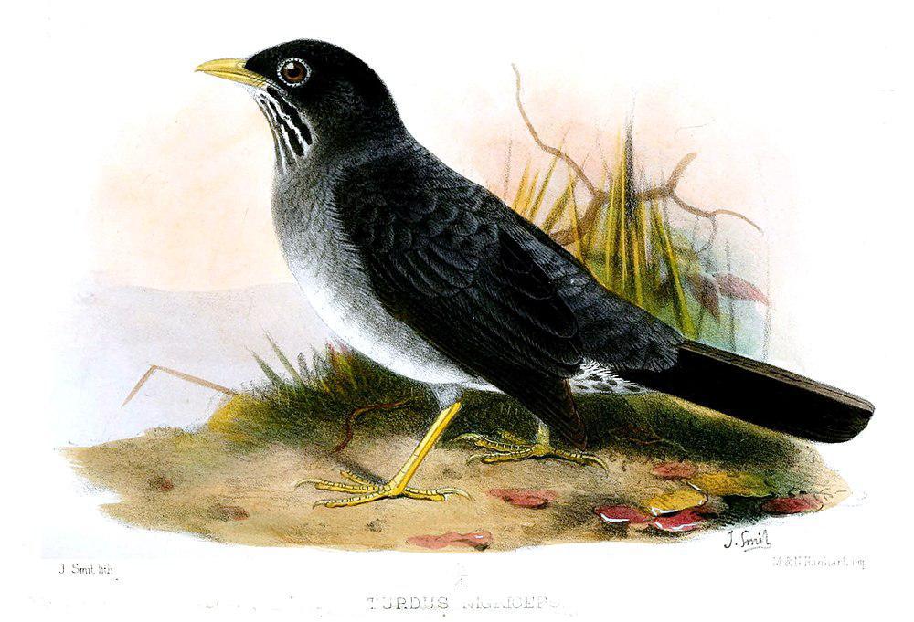 安第斯灰鸫 / Andean Slaty Thrush / Turdus nigriceps