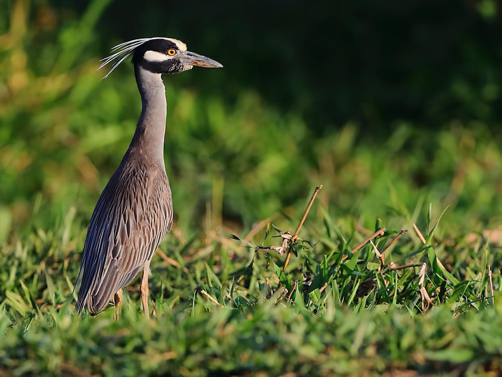 黄冠夜鹭 / Yellow-crowned Night Heron / Nyctanassa violacea