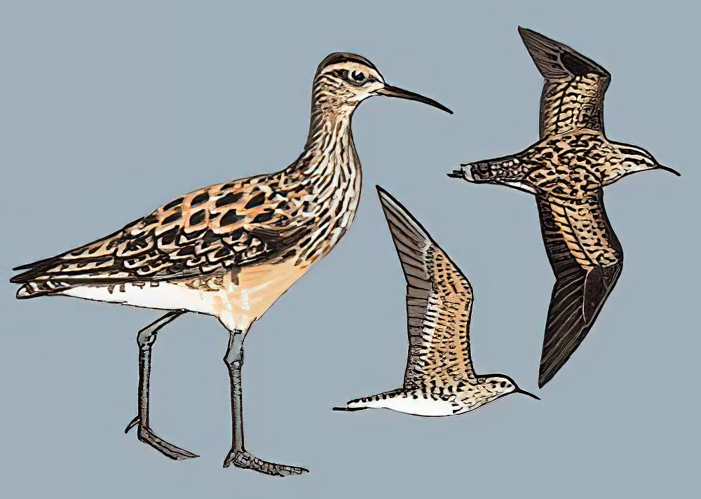 小杓鹬 / Little Curlew / Numenius minutus