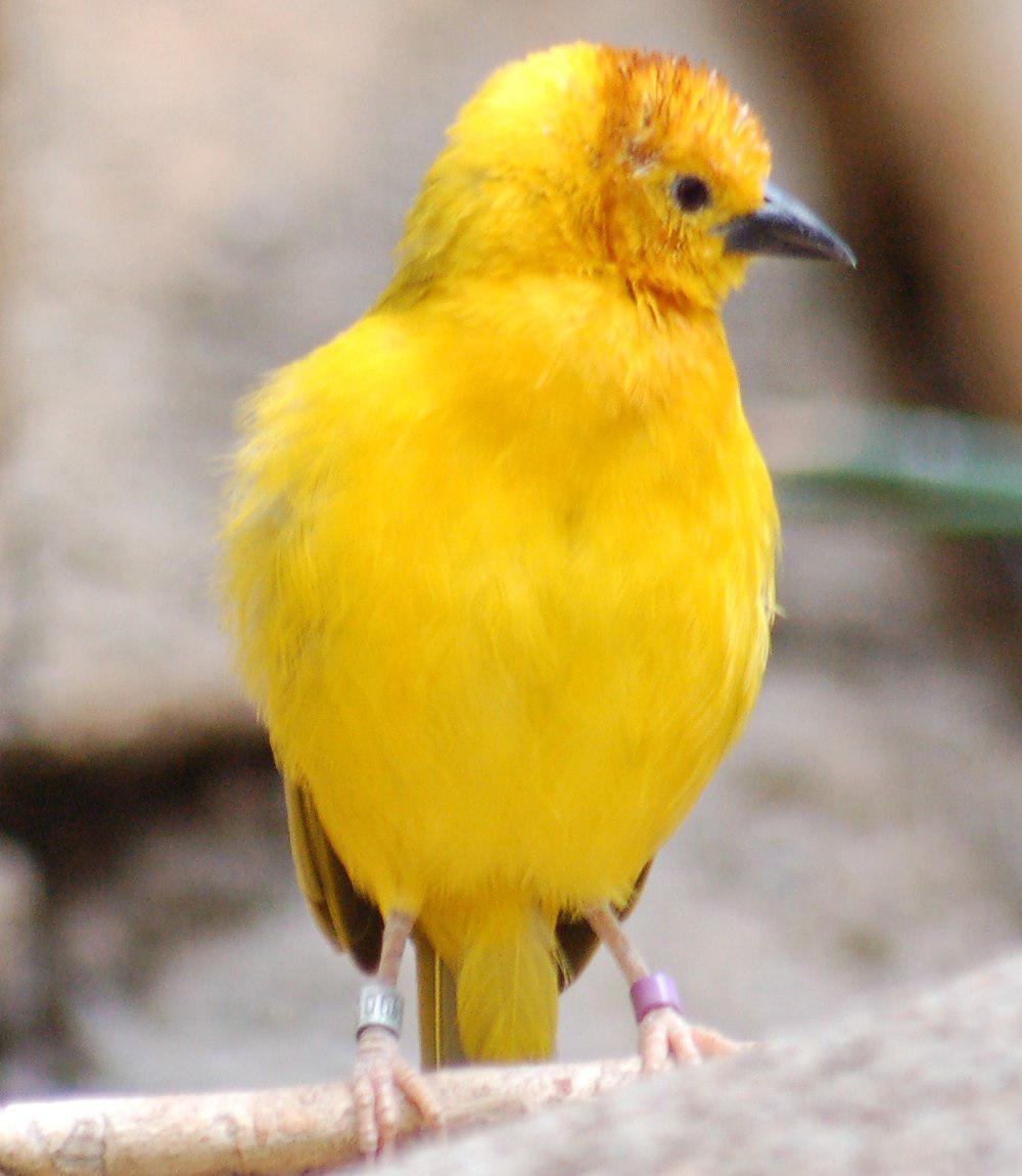 栗头金织雀 / Taveta Weaver / Ploceus castaneiceps