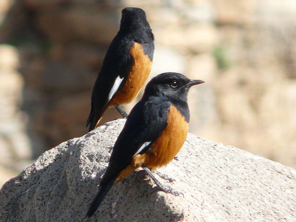 白翅壁䳭 / White-winged Cliff Chat / Monticola semirufus