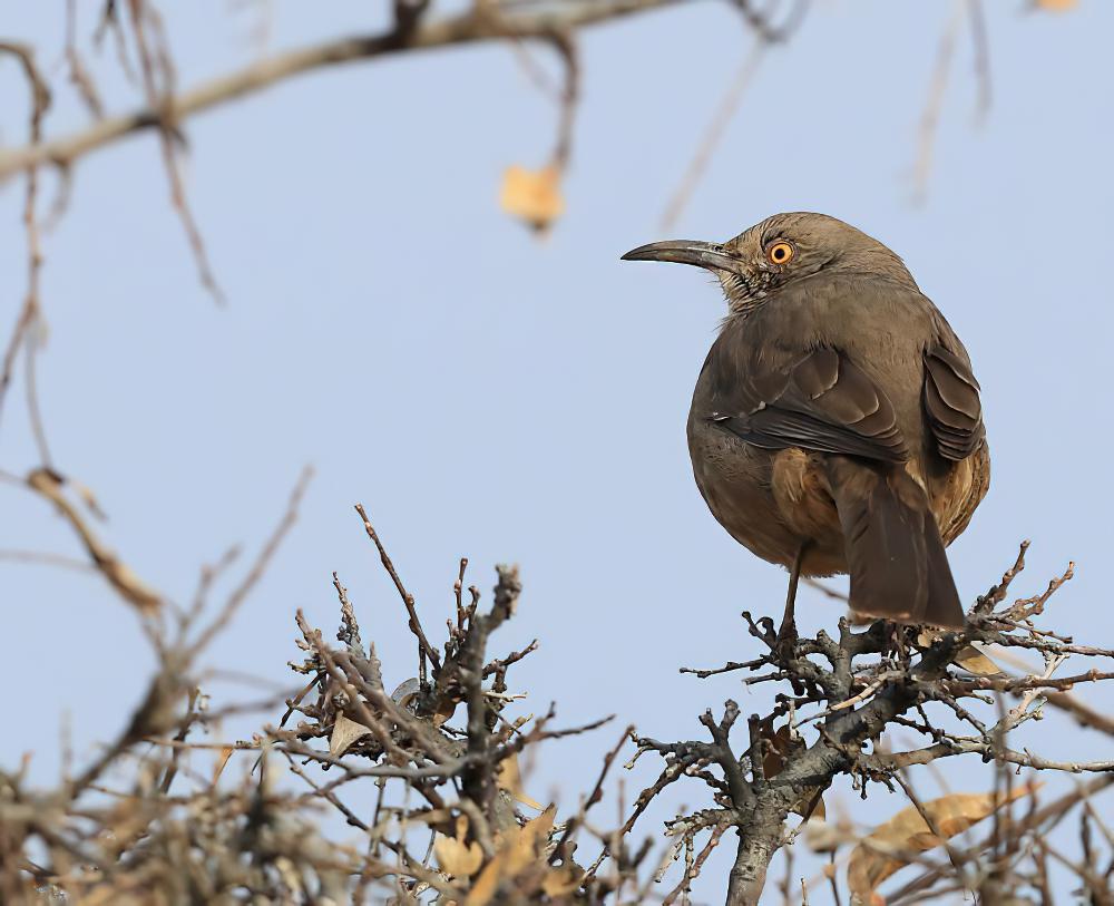 本氏弯嘴嘲鸫 / Bendire\'s Thrasher / Toxostoma bendirei