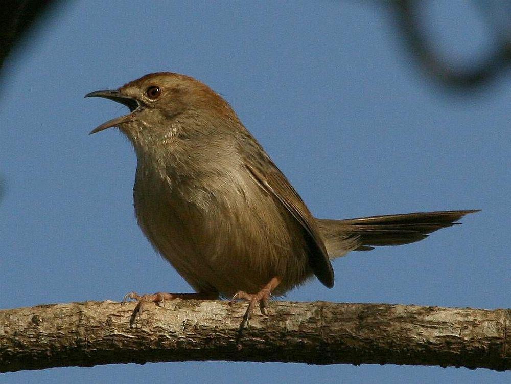 岩栖扇尾莺 / Rock-loving Cisticola / Cisticola emini