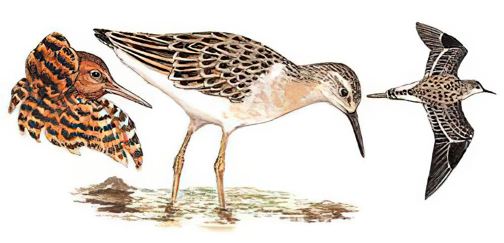 流苏鹬 / Ruff / Calidris pugnax