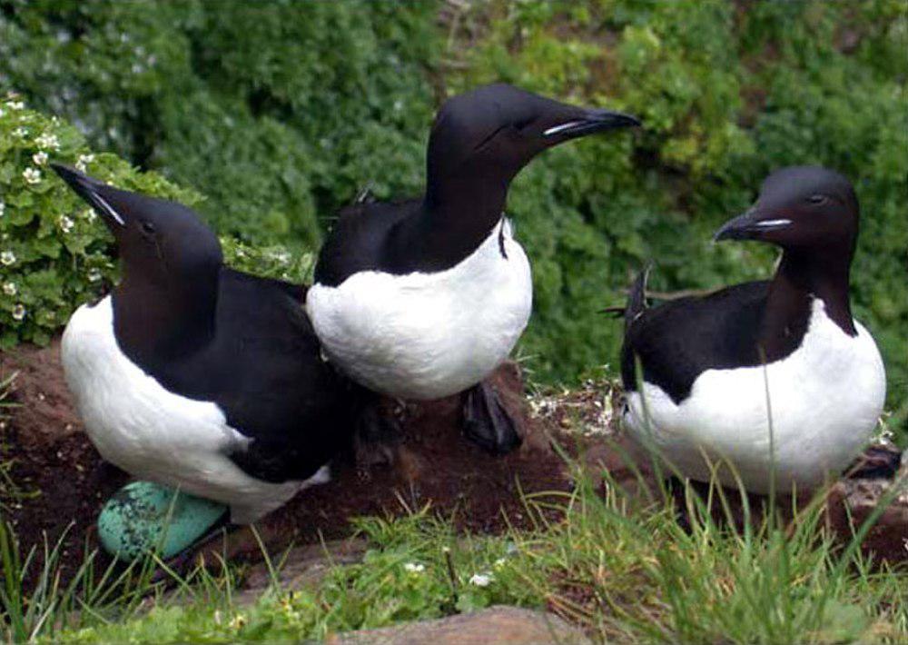 厚嘴崖海鸦 / Thick-billed Murre / Uria lomvia