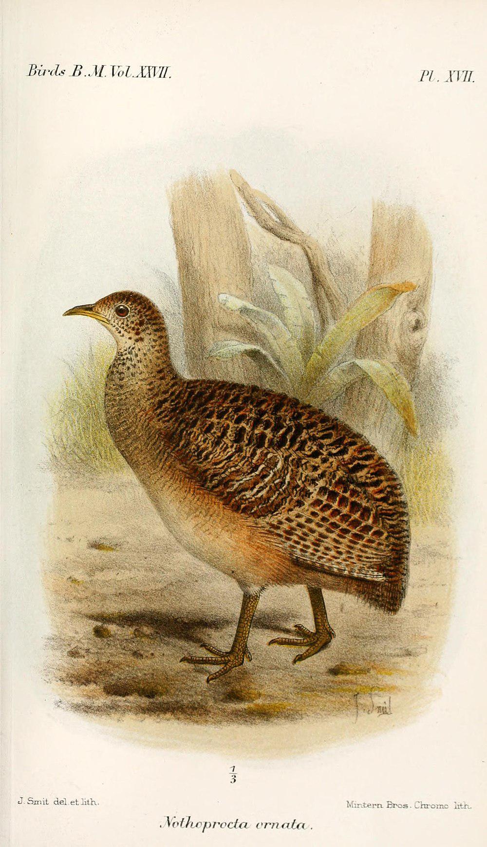 丽色斑䳍 / Ornate Tinamou / Nothoprocta ornata