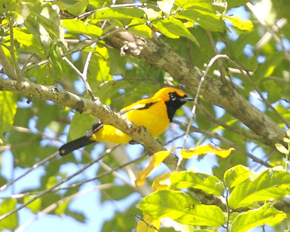 金王鹟 / Golden Monarch / Carterornis chrysomela