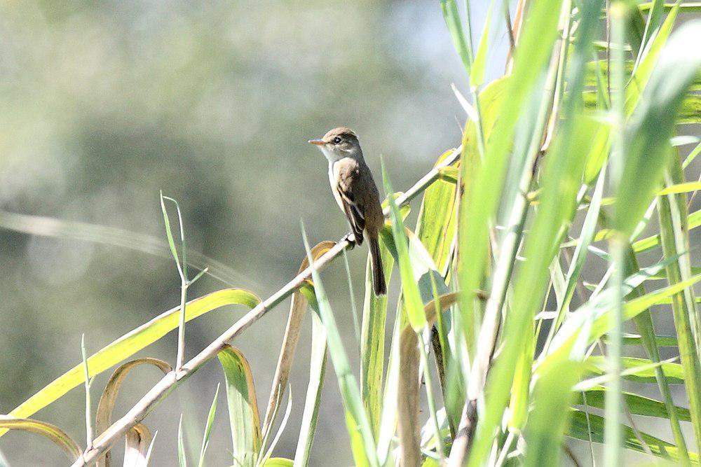 白喉纹霸鹟 / White-throated Flycatcher / Empidonax albigularis