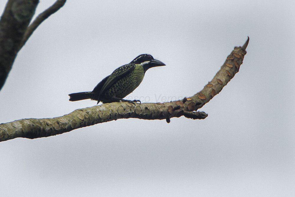 丝胸拟䴕 / Hairy-breasted Barbet / Tricholaema hirsuta