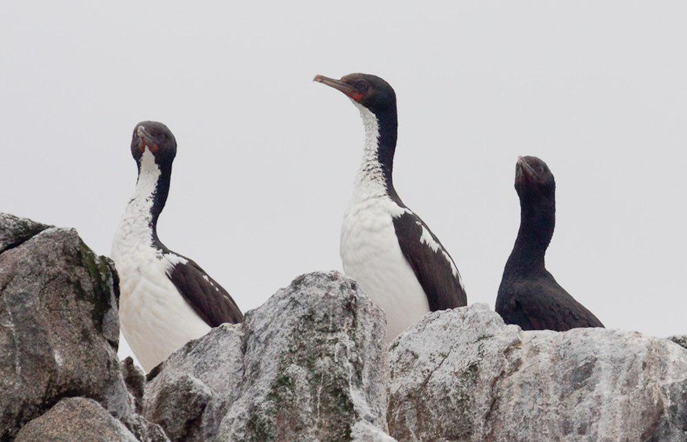 史都华岛鸬鹚 / Foveaux Shag / Leucocarbo stewarti