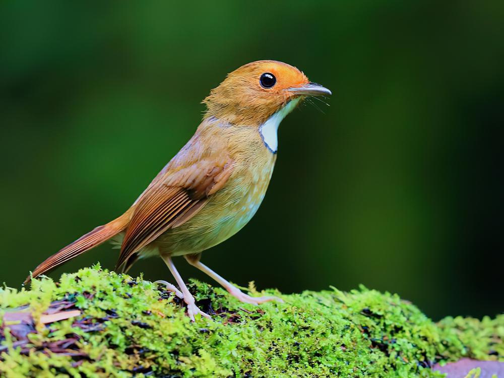 棕眉姬鹟 / Rufous-browed Flycatcher / Anthipes solitaris